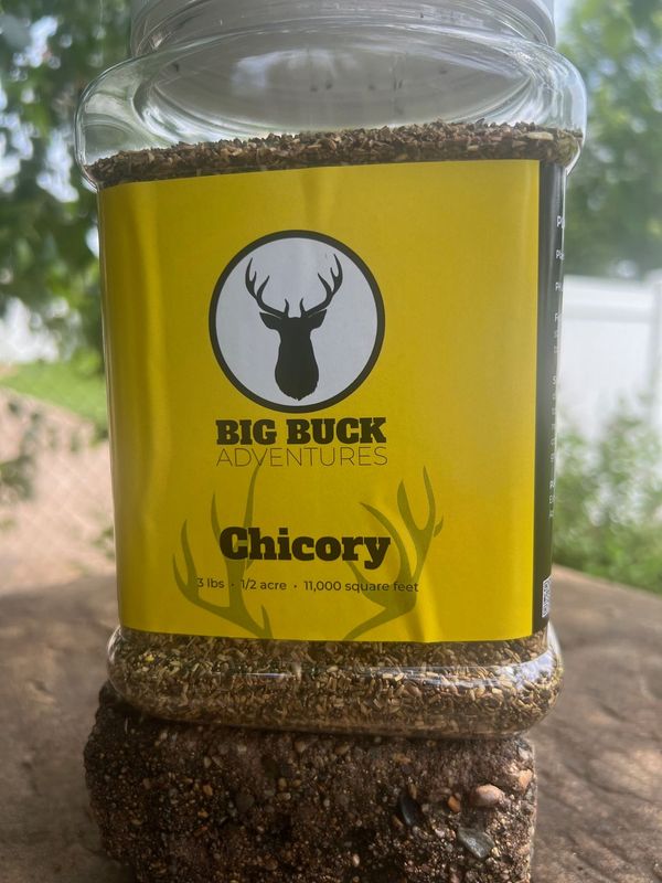 Chicory