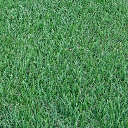 E Zoysia