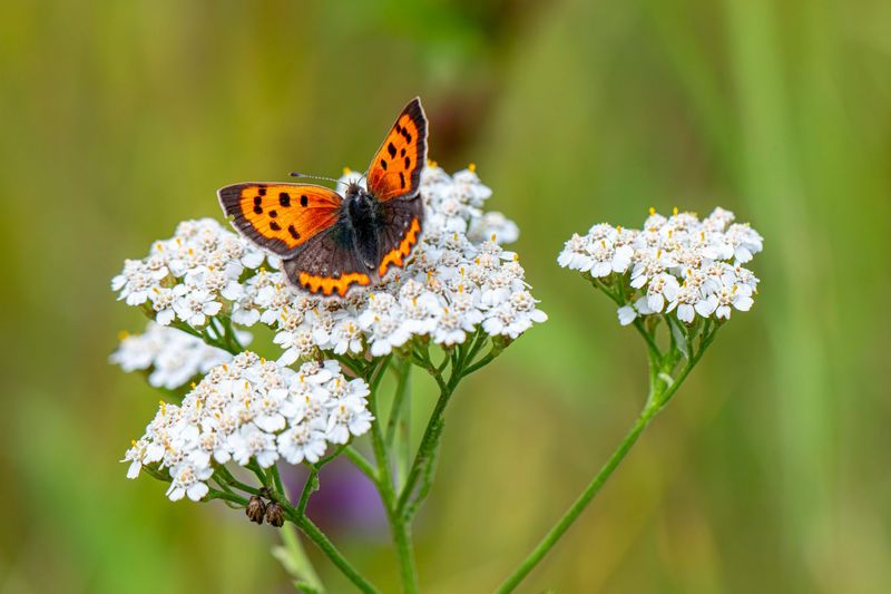 ACHILLEA MILLEFOGLIÓ MONTANO