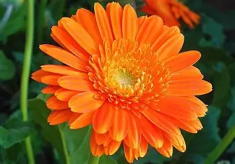 CALENDULA FIORI