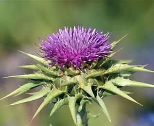 CARDO MARIANO FRUTTO