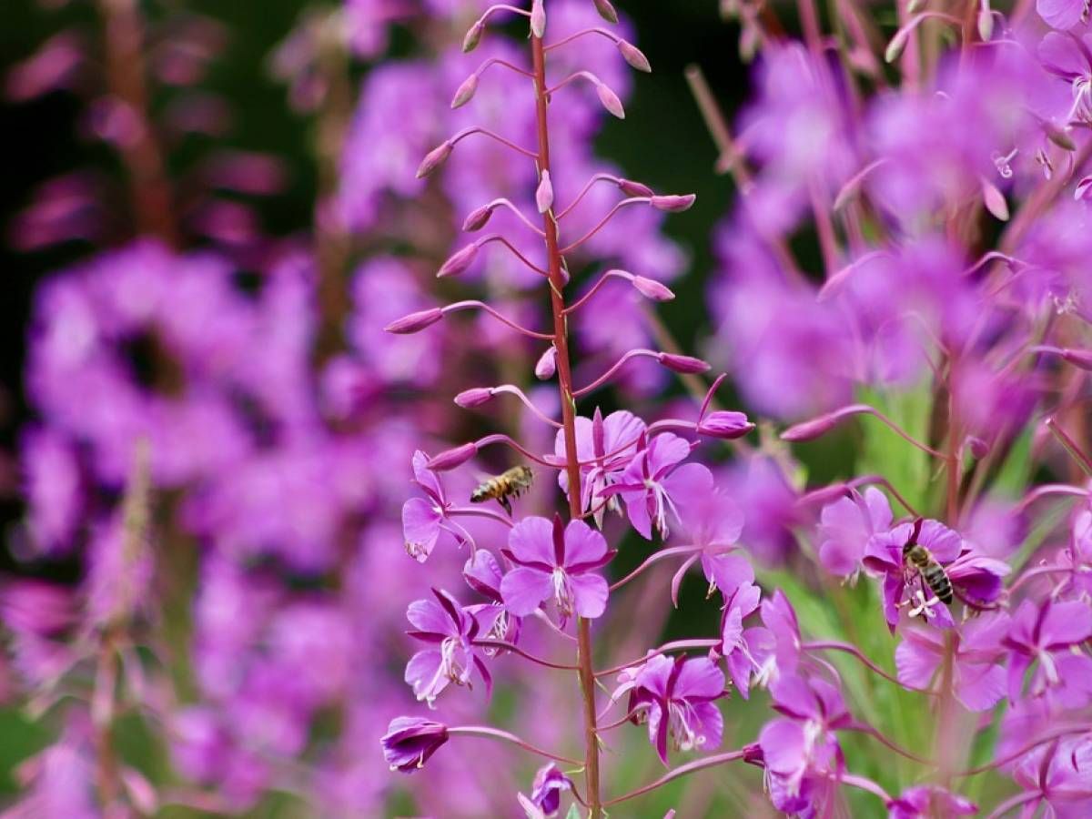 EPILOBIO PARVIFLORUM