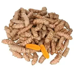 CURCUMA RADICE