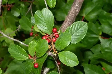 FRANGULA CORTECCIA