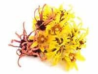 AMAMELIDE - HAMAMELIS VIRGINIANA