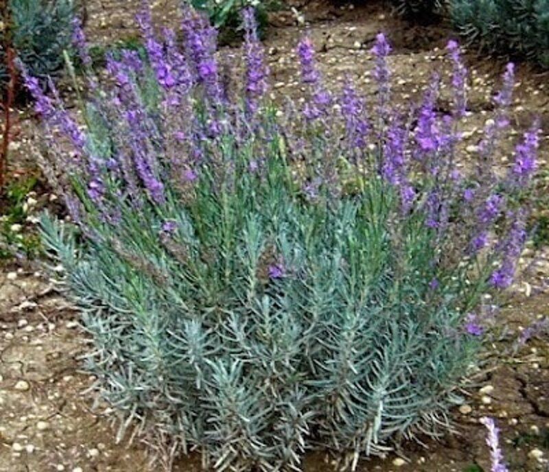 LAVANDA ANGUSTIFOLIA MAELETTE FIORI