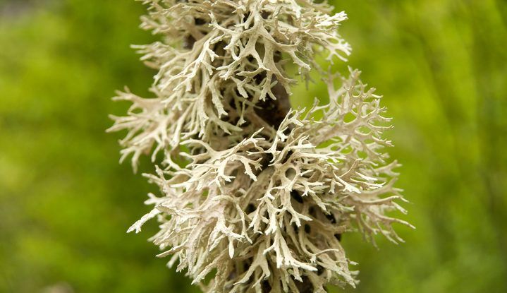 LICHENE ISLANDICO TALLO