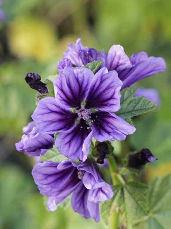 MALVA FIORI BLU