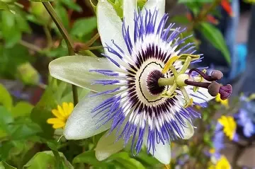 PASSIFLORA FOGLIA
