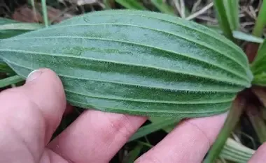 PIANTAGINE LANCEOLATA FOGLIA