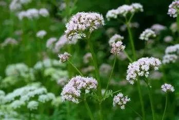 VALERIANA  RADICE