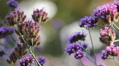 VERBENA