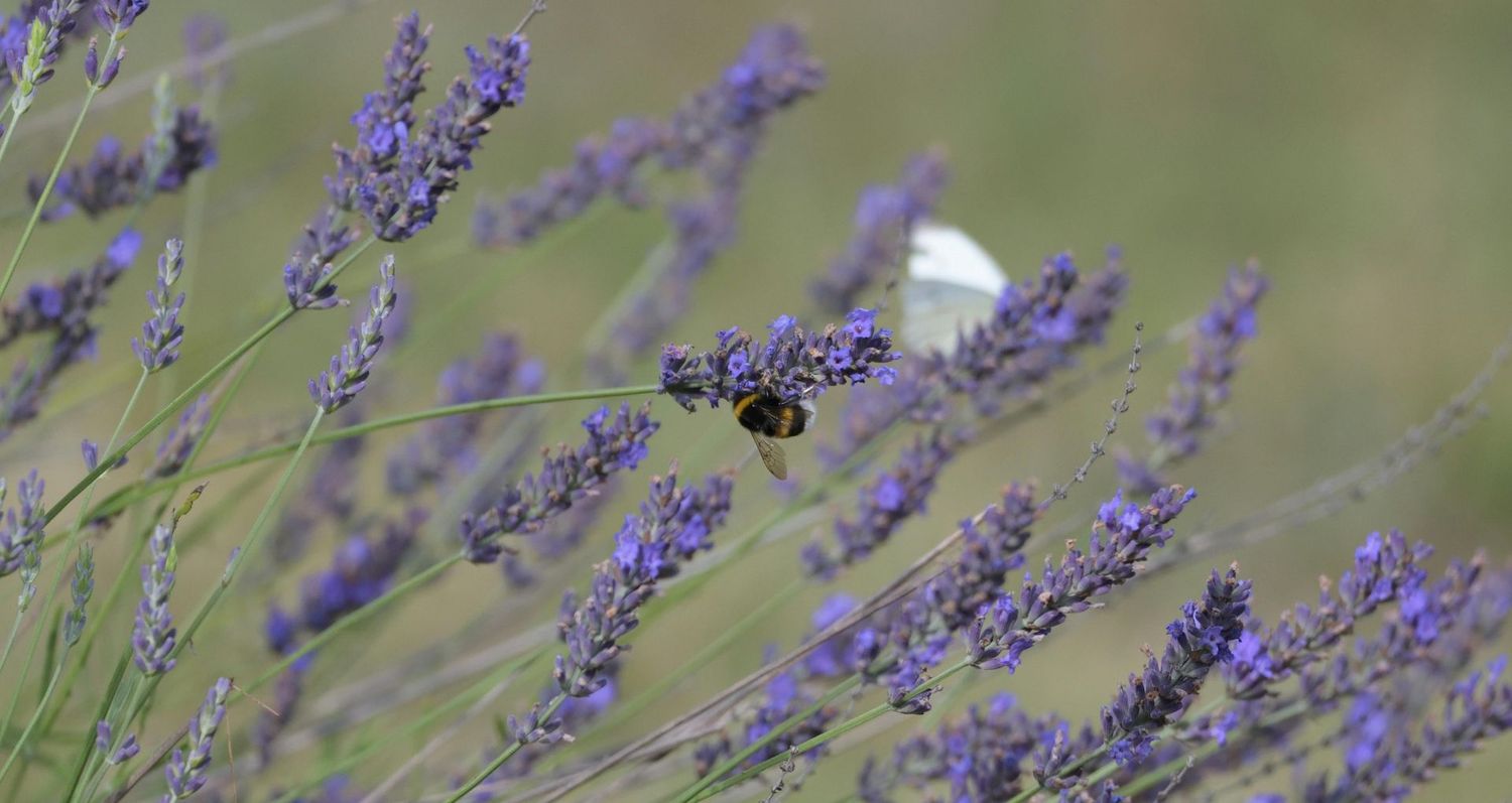 Olio alla Lavanda e Origano