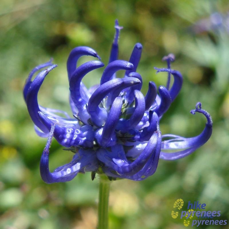 Olio  Artiglio del diavolo & Chiodi di Garofano