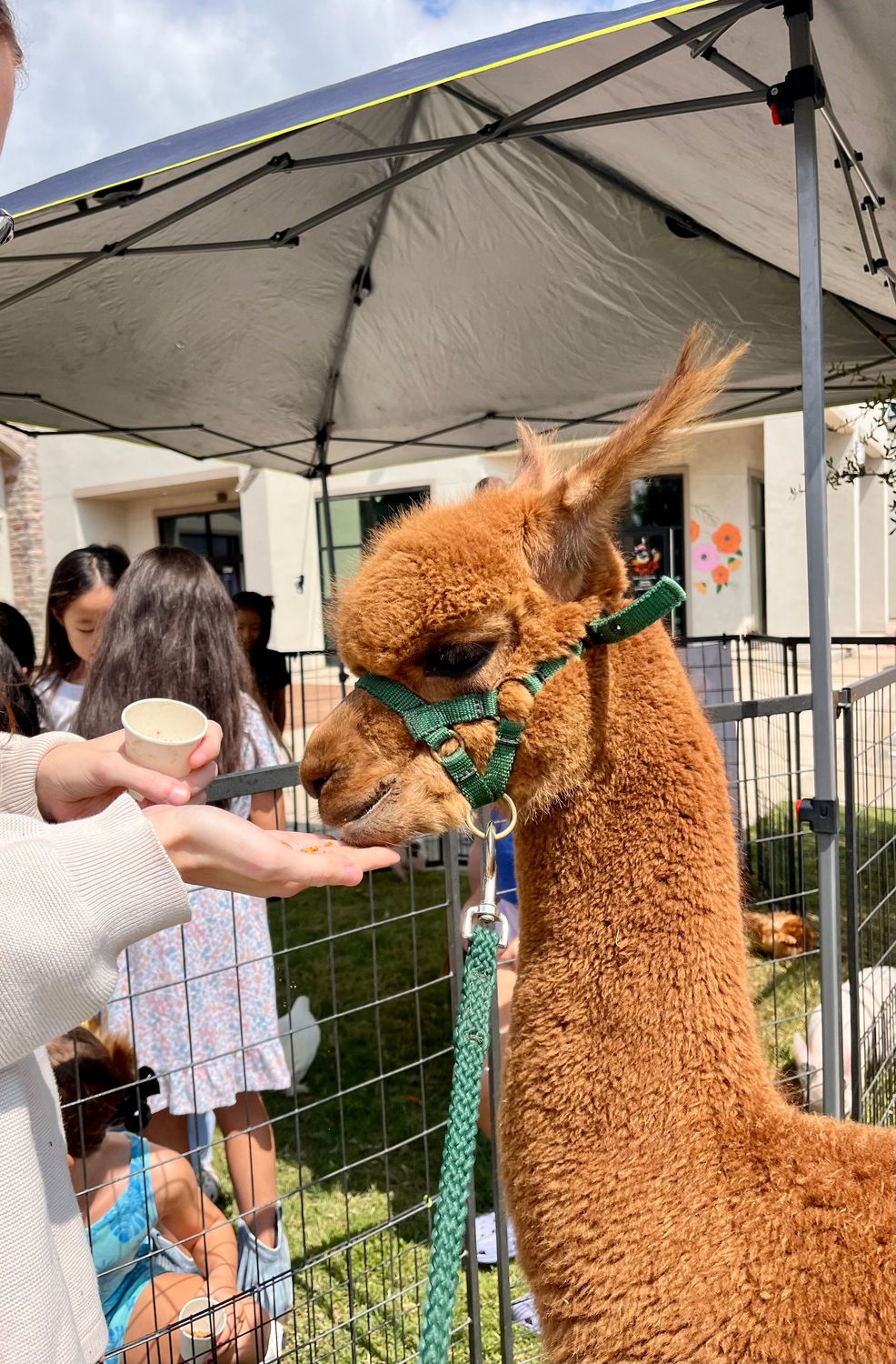 Petting Zoo Party