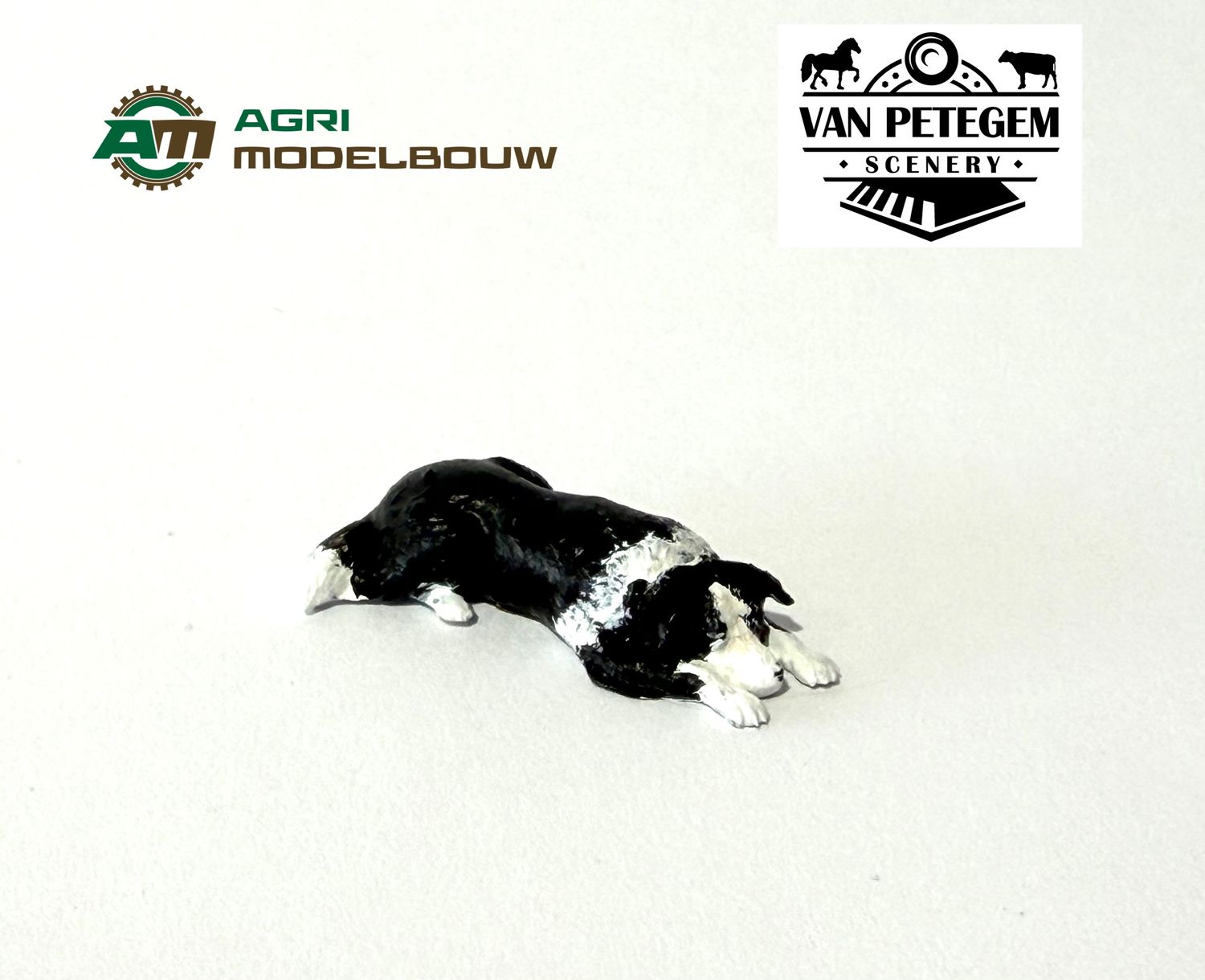 Bordercollie liggend