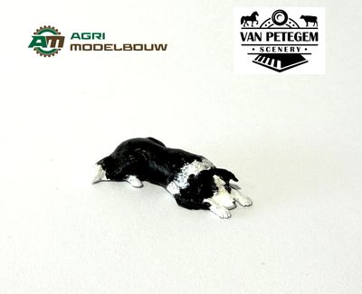 Bordercollie liggend