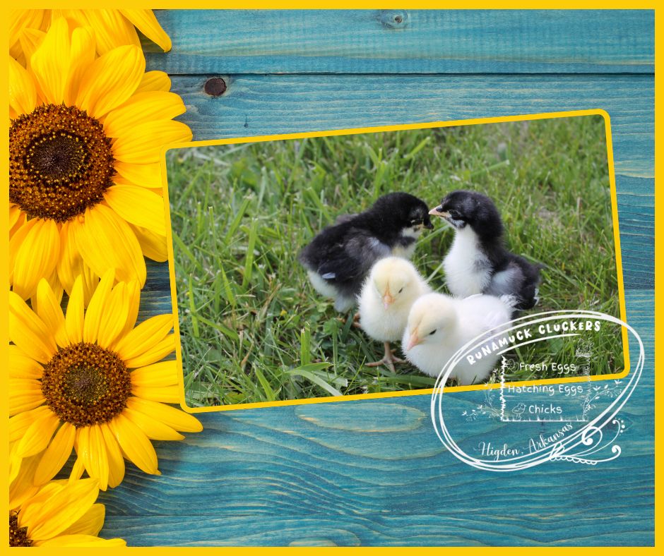 Day Old Chicks (Shipped)