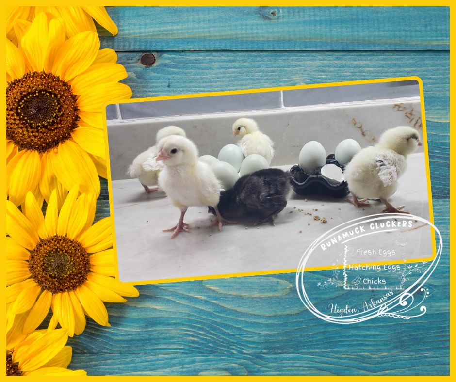 White Ameracauna (Shipped)