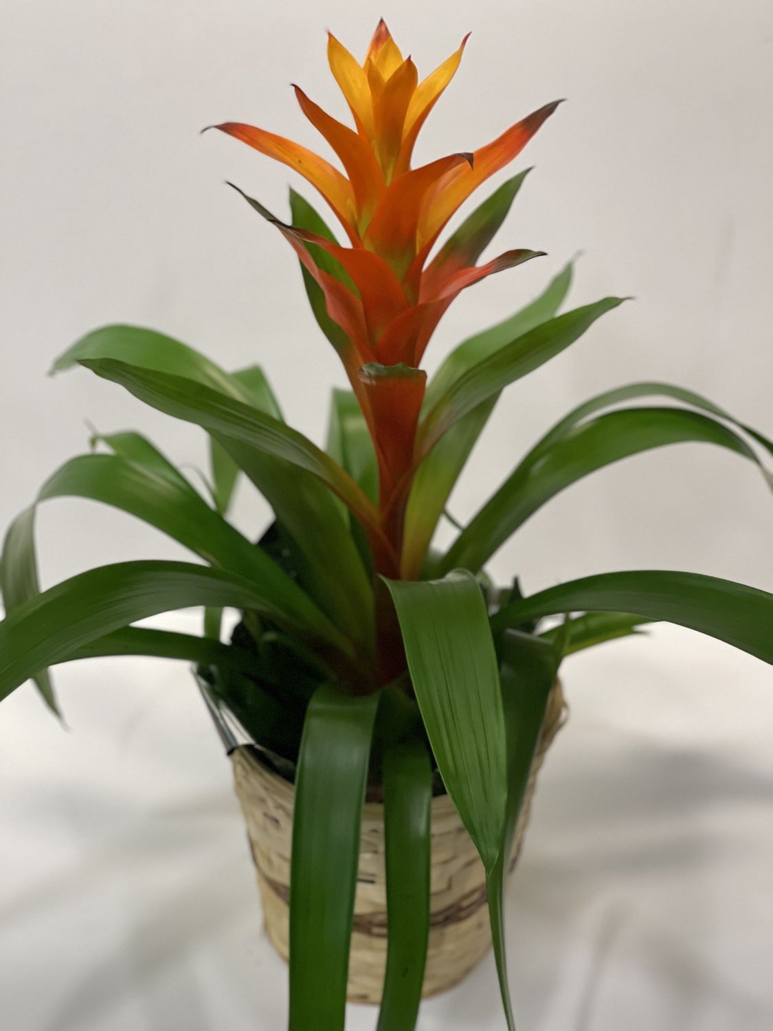 Bromeliad 6&quot;