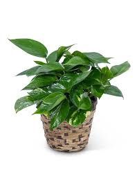 Pothos Ivies 6&quot;