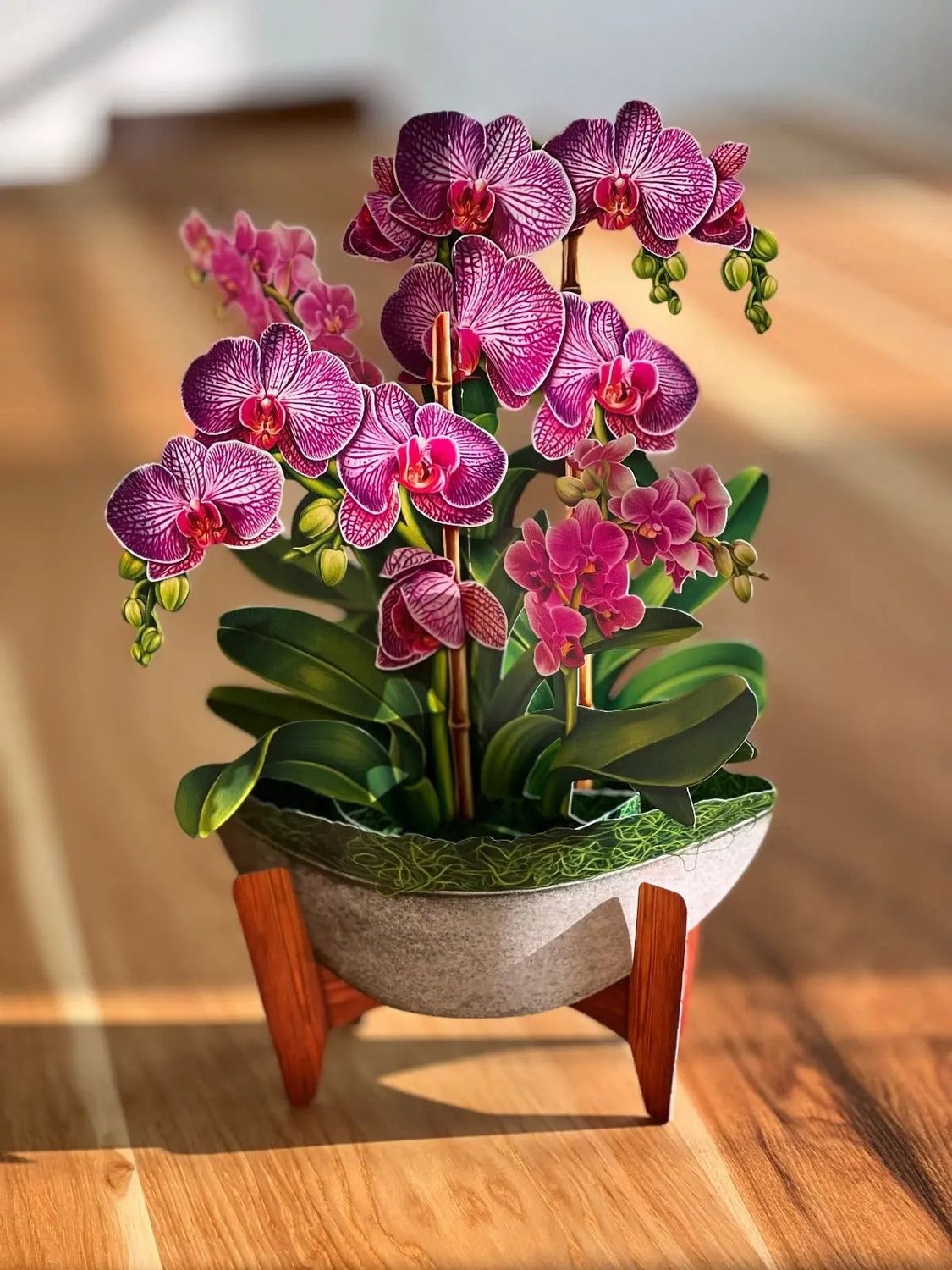 Pop Up Orchid Oasis