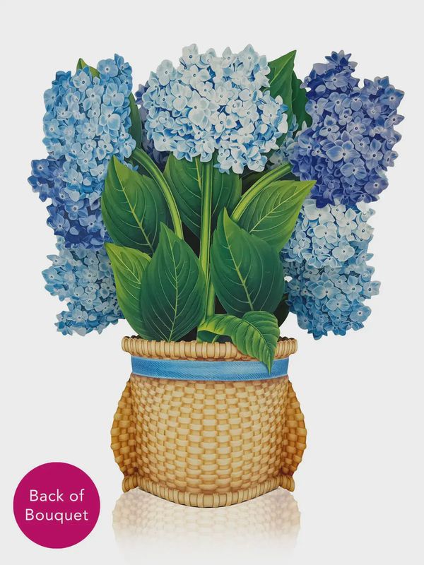 Pop Up Nantucket Hydrangea