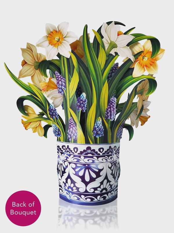 Pop Up English Daffodils