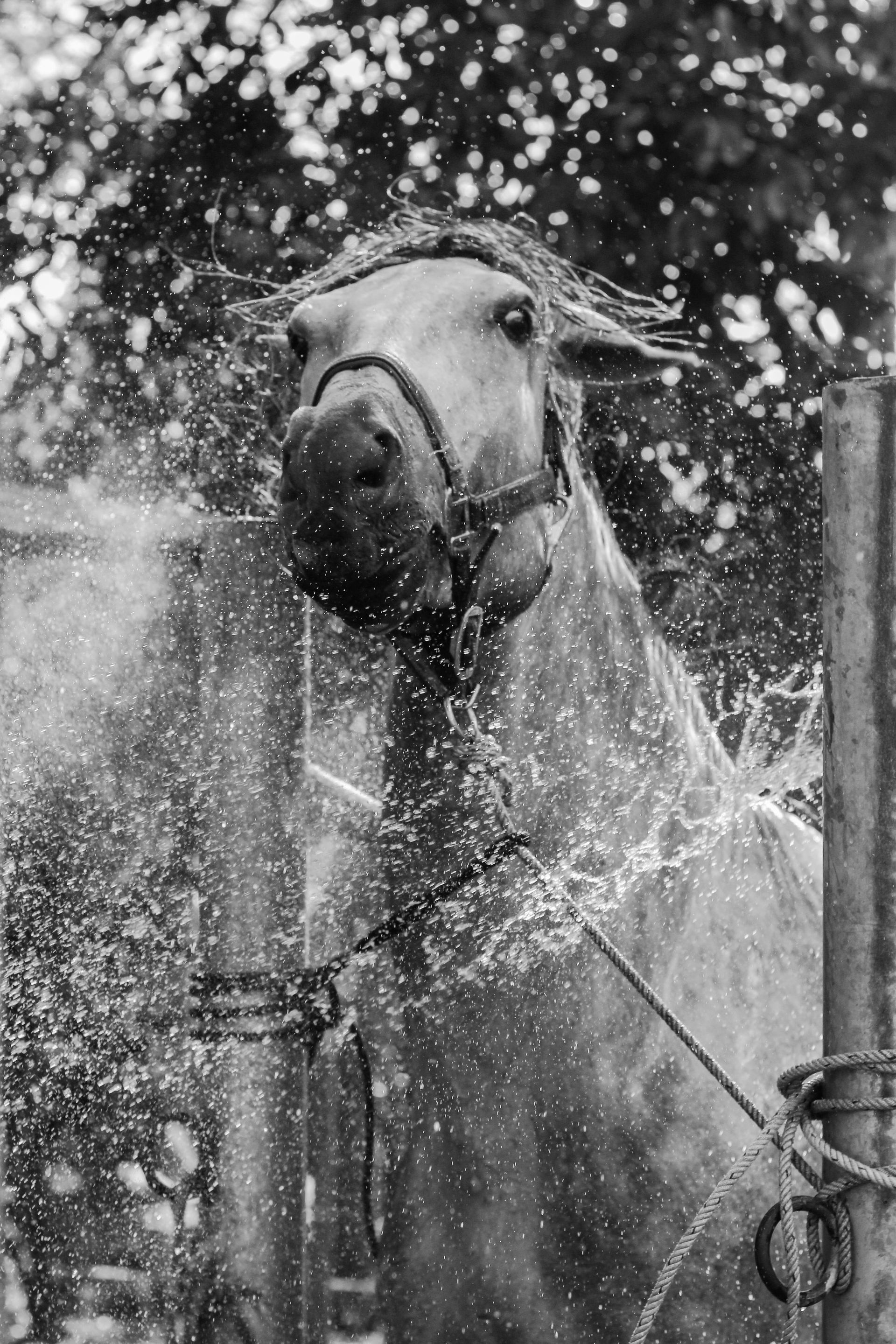 HORSE AND DOG POWDER SHAMPOO