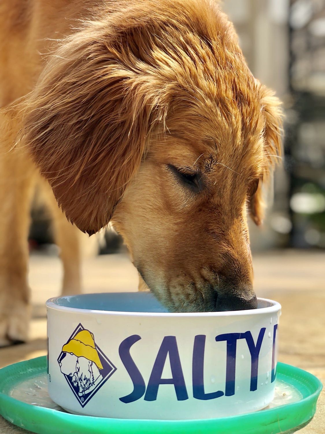 Bowl - Porcelain, White, 6in