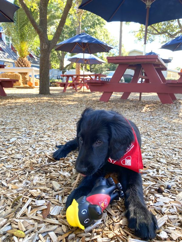 Squeaky Toy - Black