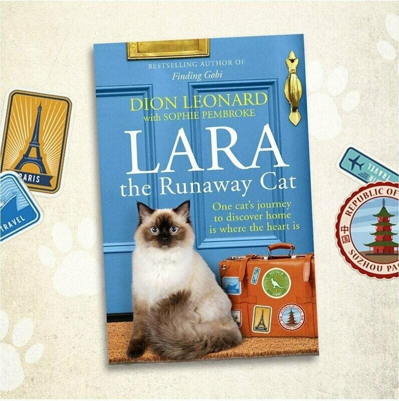 Lara the Runaway Cat