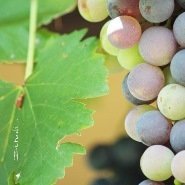 Wine 2 card collection