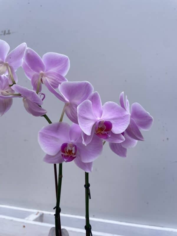 Potted Orchid In Ceramic Pot