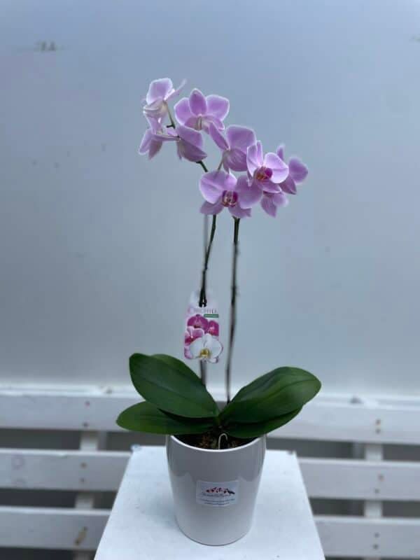 Potted Orchid In Ceramic Pot