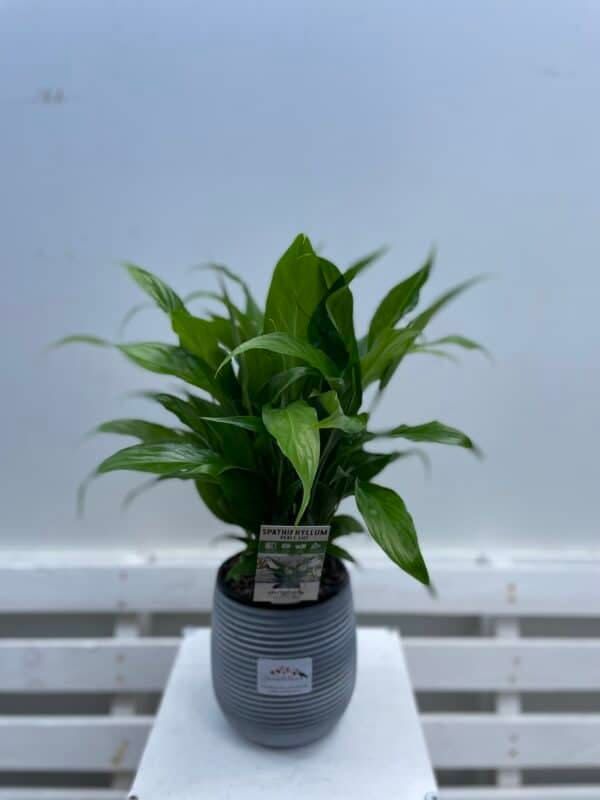 Potted Peace Lily In Ceramic Pot