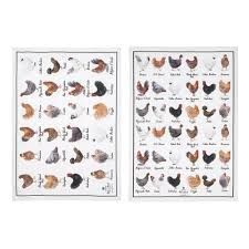 Best in Breed Kitchen Towel Chicken