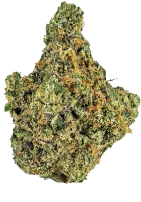 BISCOTTI ZOAP | HYBRID
