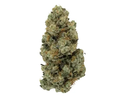 KUSH MINTZ | HYBRID
