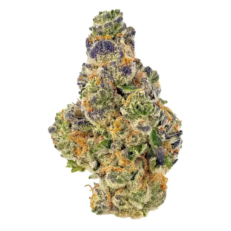 Space Queen | HYBRID