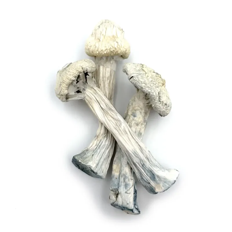Albino Avery