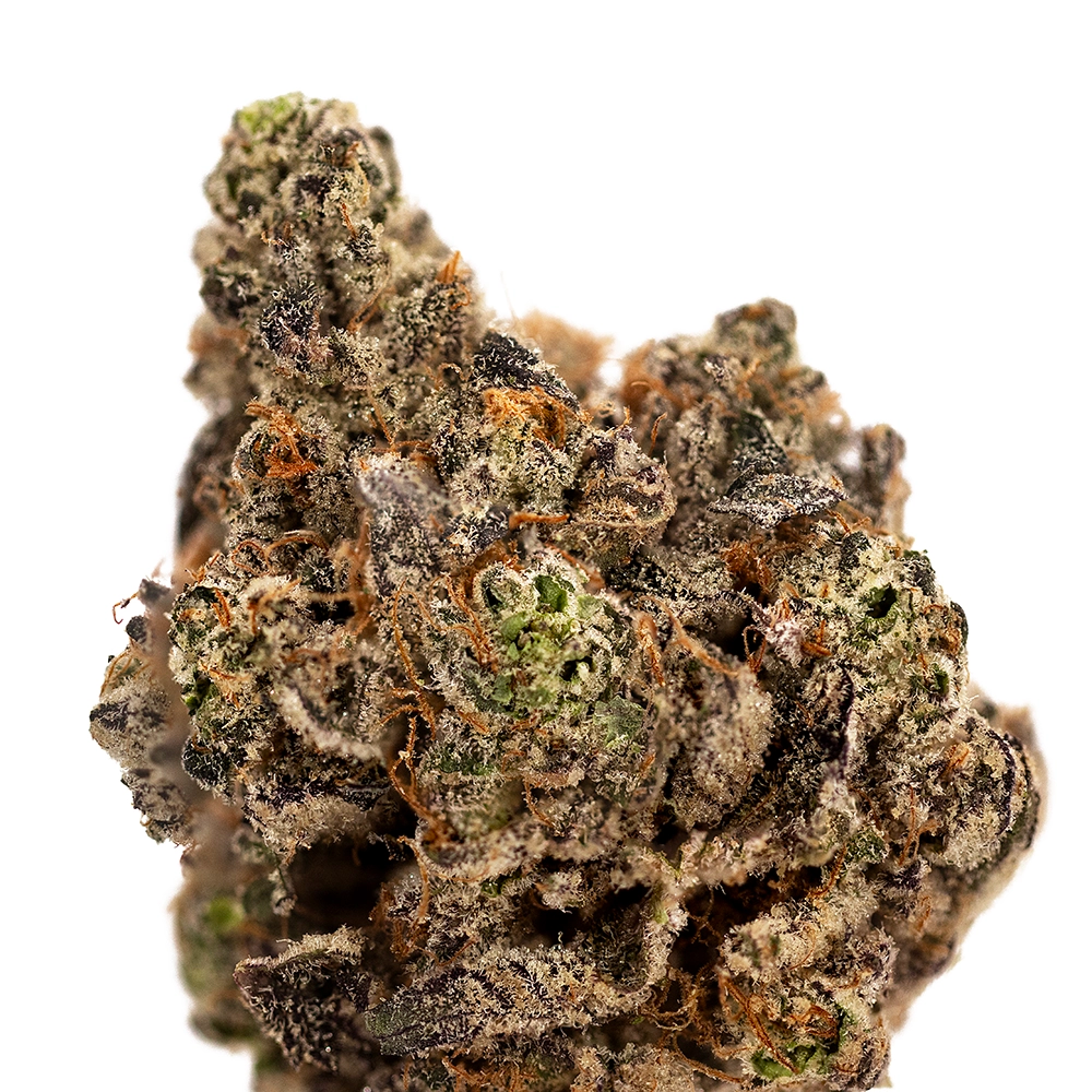 BLACK SCOTTI | HYBRID