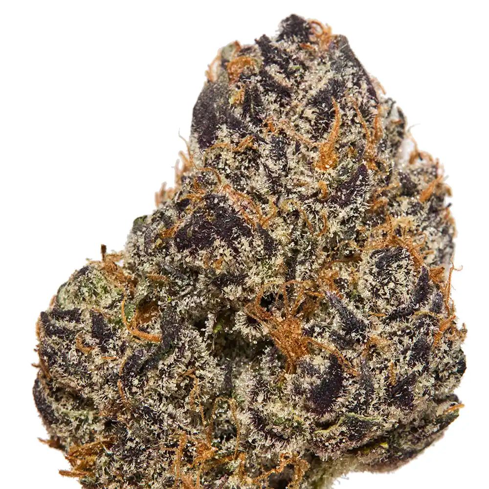 SHERB CREAM PIE | HYBRID