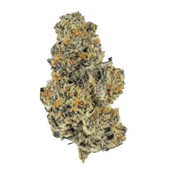 Watermelon gushers | HYBRID