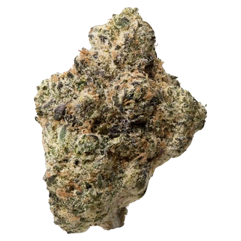 HORCHATA | HYBRID