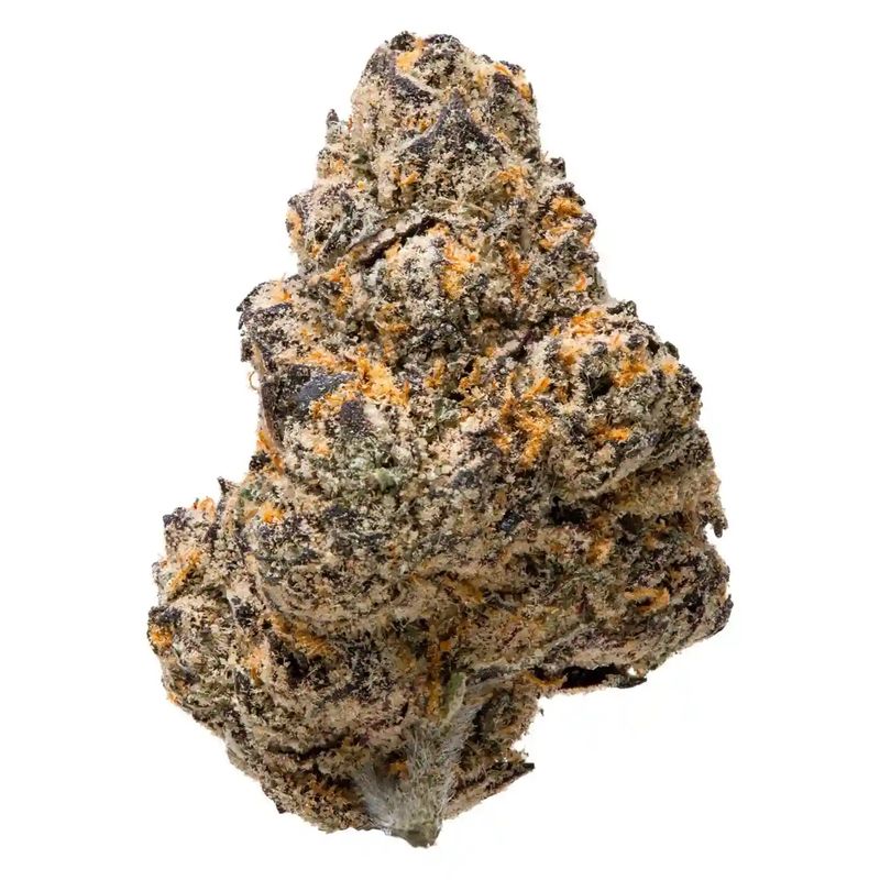 GELATTI | INDICA