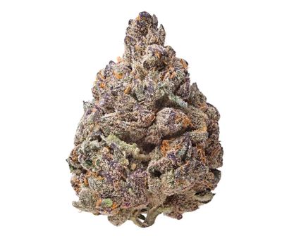 BOSTON CREAM PIE | HYBRID