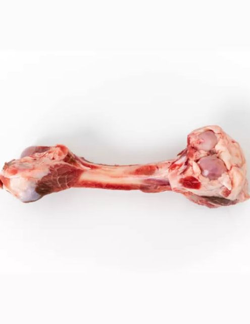 Femur Bone