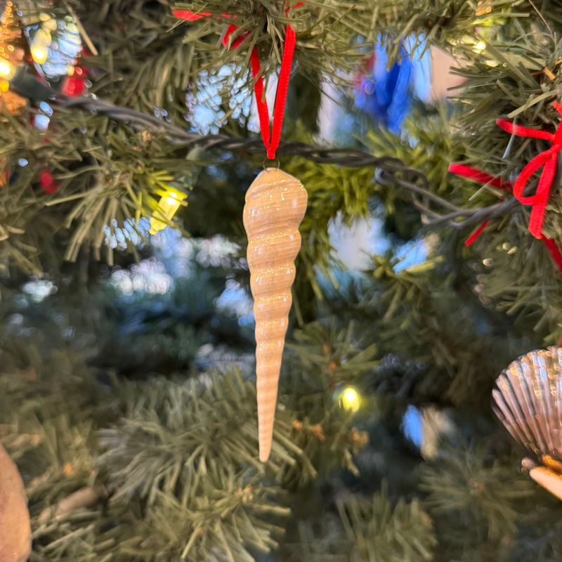 Auger Shell (Mother of Pearl)