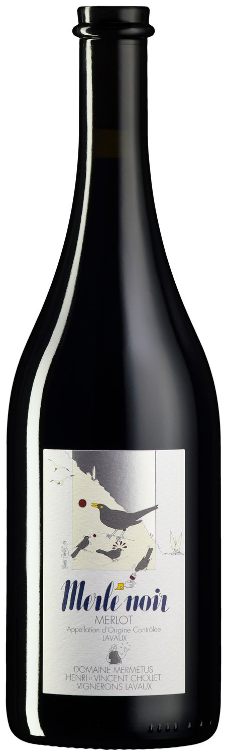 Merle noir - 2023